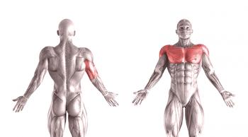 Quels muscles travaillent lorsque vous appuyez sur un banc: différentes prises et inclinaisons du banc