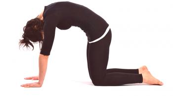 Chat - exercice pour les muscles du dos et des abdominaux
